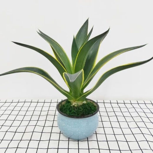 秋颖金边龙舌兰盆栽 多肉植物 虎皮兰绿植花卉好养 金边龙舌兰一颗高18-20CM左右 原土发货（耐旱植物易养活）
