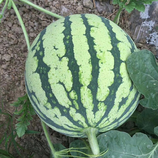 Zhongke Maohua melon and fruit seeds Zhongke Bingqilin watermelon seed improved 8424 Jingxin type replaces Meidu watermelon variety with crack resistance Zhongke Bingqilin 1000 capsules/box one acre package