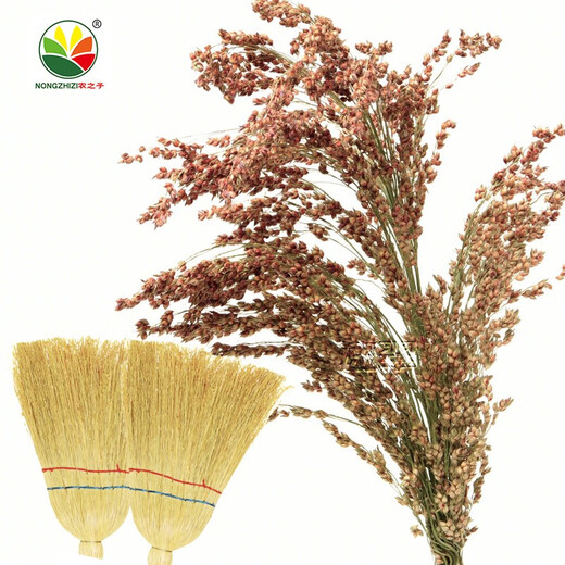 农之子（NONGZHIZI）酿酒红高粱种子南方北方贵州红缨子矮杆杂交12优2号高杆 笤帚高粱一号种子 50g/做扫把