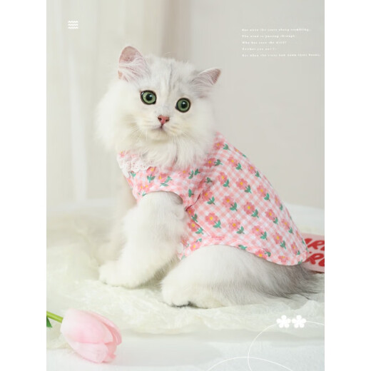 Huiyunque cat clothes summer pet male cat and kitten thin anti-shedding silver gradient British short ragdoll cat kitten sky blue cotton vest XL: bust 50cm recommended (10-14Jin [Jin equals 0.5 kg])