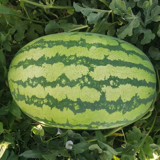 Changgong 8424 Watermelon Seed Sweet King Extra Large Kirin Melon Seedless Lazy Man Watermelon Seasonal Fruit Seed Vegetable Seed Lin Feng Changlong Watermelon 100g Original 900 Capsules