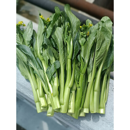 广东四九甜菜心种子白菜红菜苔四季蔬菜种籽孑连州增城迟青菜秋季 长合80天尖叶甜菜心种约25克