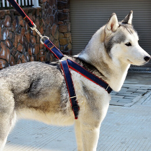 Kangbeni dog leash, dog leash, medium and large dog harness, dog leash, golden brimming, Husky dog walking rope, pet supplies, denim medium size/recommendation 15-30Jin Jin equals within 0.5kg