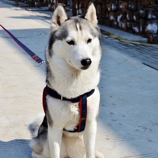Kangbeni dog leash, dog leash, medium and large dog harness, dog leash, golden brimming, Husky dog walking rope, pet supplies, denim medium size/recommendation 15-30Jin Jin equals within 0.5kg