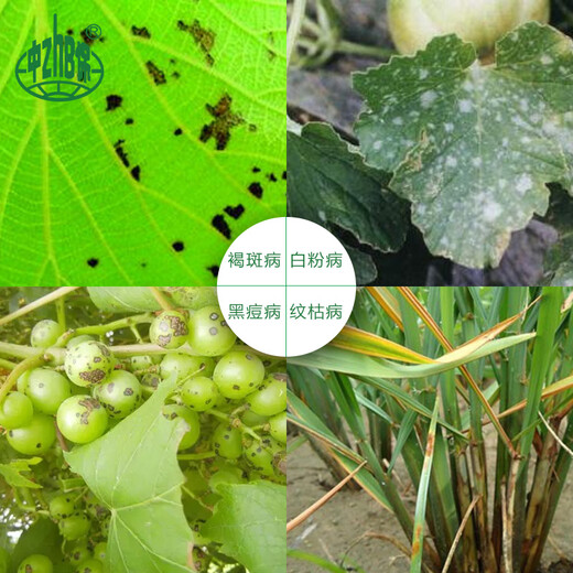 Zhongbao (ZhB) Carbendazim Fruit Tree and Vegetable Fungicide Anti-Black Rot Rhizopus Fungicide Pesticide 200g*10 Bags