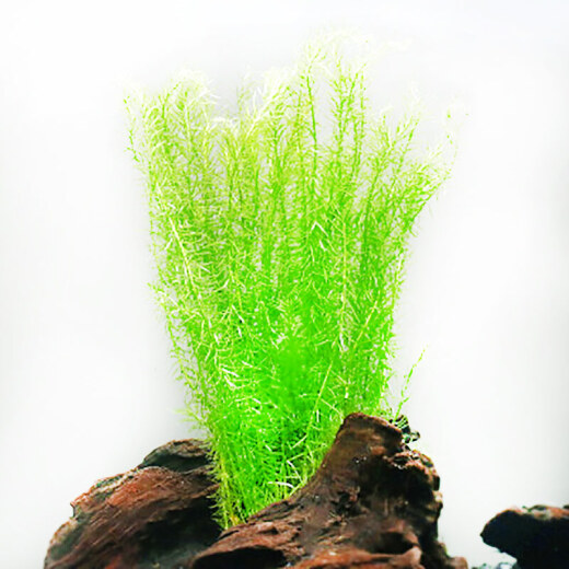 Yunfeng Hairui aquatic plants live lazy grass fish tank landscaping live aquatic plants package fish tank aquatic plants with stems in the background real aquatic plants [easy to grow and live] green pine tail (set of 10)