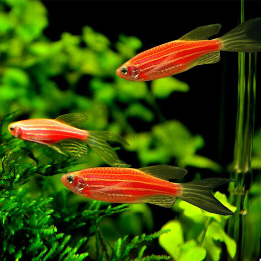 Yunfeng Hairui tropical fish Ornamental fish Small ornamental fish Zebrafish Live Tropical fish Live Small fish Live fish 10 red zebrafish