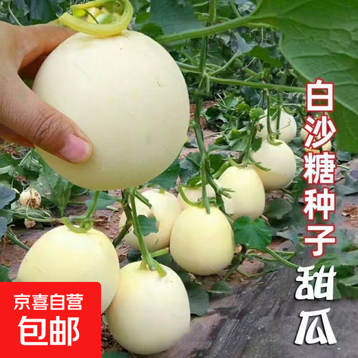 White sand honey melon seeds rock sugar melon seeds cantaloupe seeds spring, summer, autumn and winter balcony potted vegetables A pack of white sand honey melon seeds