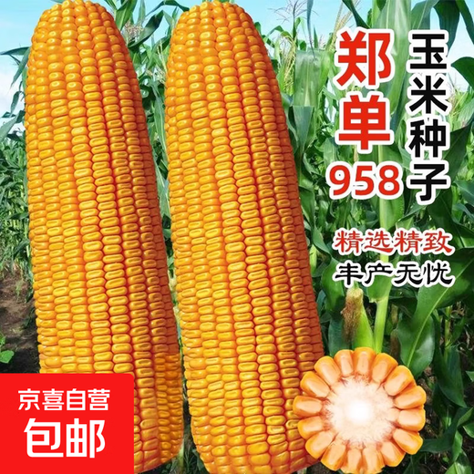 Zhengdan 958 national-approved corn variety corn seed high-yielding big stick corn seed Ludan 981 corn seed National-approved Zhengdan 958 corn seed original 1 Jin Jin equals 0.5 kg 1 bag