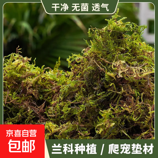 Dry moss, natural high-quality moss, special for Phalaenopsis orchids, sphagnum dendrobium planting nutritious soil, crawling pet turtle mat, preferred bulk moss 250g
