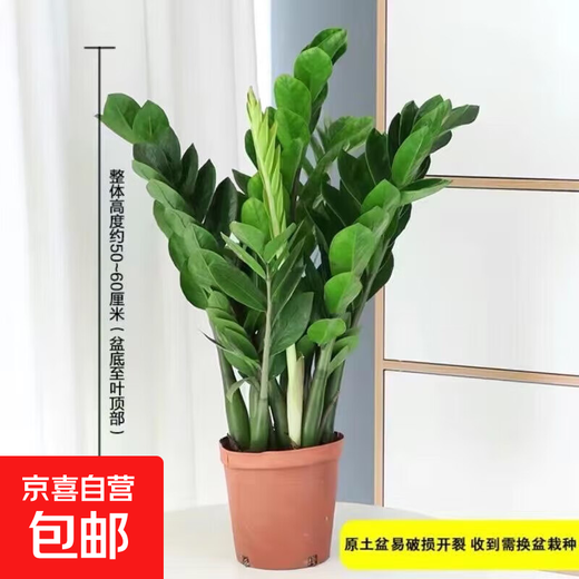 Money tree potted living room indoor plant Qian Chuanzi large-scale fortune green plant housewarming and opening free potted flowers 6-9 plants 50-60cm (original soil pot) free fertilizer