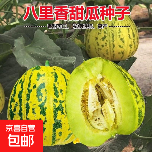 Balixiang Piaoxiang Melon Seeds Complete Collection of Southern and Northern Specially Sweet Melon Seeds Early-maturing and High-yielding Sweet Melon for All Seasons Balixiang Seeds/Pack About 100 capsules 1 pack