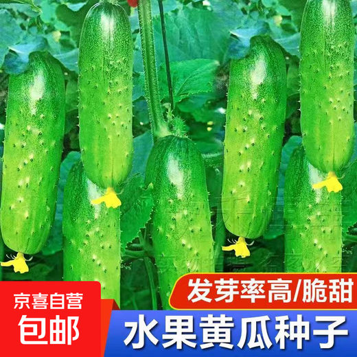 New varieties of fruit cucumbers are on the market for raw consumption, new varieties of fruit seeds and vegetable seeds for balcony planting, new varieties of crisp and sweet fruit cucumber seeds, 250 capsules, 5 packs