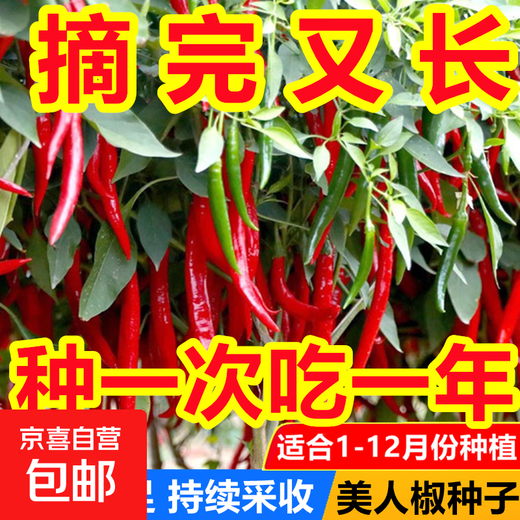 Spicy Spicy Pepper Seeds, Golden Spicy Green Peppers, Pig Intestine Pepper Seeds, Potted Vegetable Seeds for Garden Fields and Balconies, New Beauty Peppers, Hot and Touching, Approximately 900 capsules, 3 packs