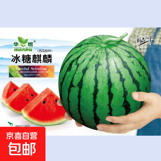 8424 Kirin watermelon seeds, seedless, high-yield rock sugar, lazy watermelon seeds, southern four-season vegetable and fruit seeds, Huayu original color pack, 10 packs, 500 capsules