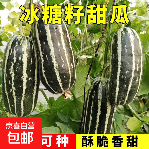 Bingtangzi melon sweet toothless melon seeds cantaloupe seeds four seasons garden spring and autumn fruits and vegetables melon seeds G Bingtangzi melon 4 packs + fertilizer