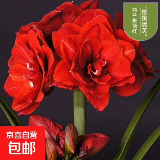 Imported amaryllis seed bulbs, large ball potted flower seedlings, double amaryllis seeds with buds for all seasons, green plants and flowers 11. Cherry Neve seed bulb circumference 15-18cm