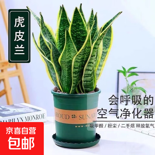 Phnom Penh tiger orchid new house office succulent flowers white jade tiger orchid long-legged tiger orchid green plant potted plant 3 Phnom Penh tiger orchid + 1 gallon pot with bottom tray