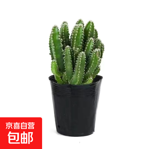 Cactus potted cactus, Wan Zhong Mountain, succulent flowers and green plants, easy to maintain and easy to live, desktop decorations in the office, 1 small original pot of original soil (Wan Zhong Mountain). If you have pot soil at home, you can buy it. Contains a pot.