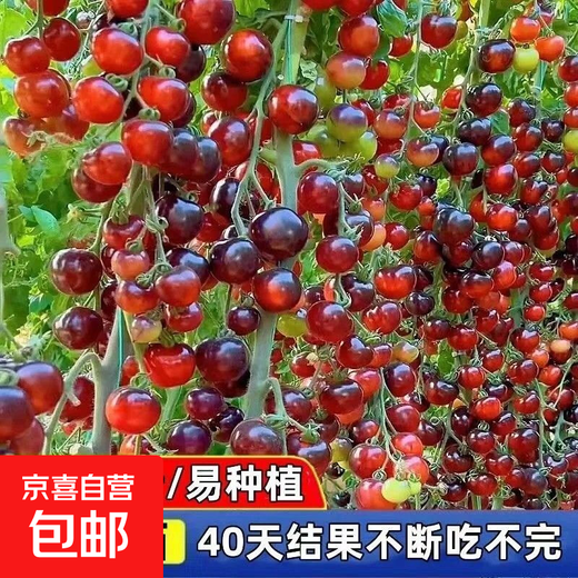 Black Tomato Seeds, Waterfall Tomatoes, Black Pearl Tomatoes, Small Tomato Seeds, Potted Cherry Tomato Fruit Seeds, Black Falls Cherry Tomato Seeds/pack, about 200 capsules, 5 packs