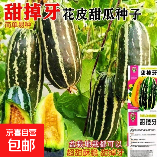 Sweet toothless rock sugar melon seeds, four-season high-yielding garden balcony potted fruit seeds, rock sugar melon seeds, sweet toothless seeds/pack of about 100 capsules, 5 packs