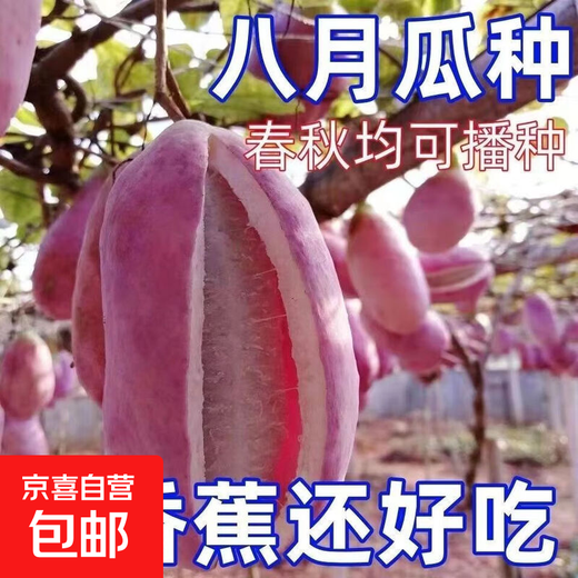 August melon, August fried seeds, new dietary fiber seeds, four-season climbing vines, balcony potted edible fruit seeds, August melon seeds/pack, about 20 capsules, 5 packs