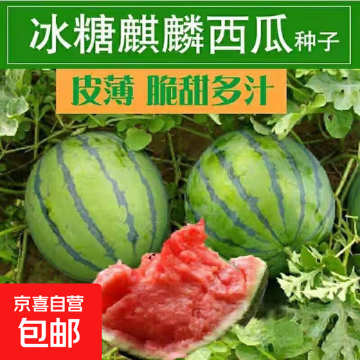 Watermelon set, watermelon seeds, watermelon balcony potted farmhouse garden melon seeds, various types of rock sugar unicorn watermelon seeds, 1 pack, about 50 pieces