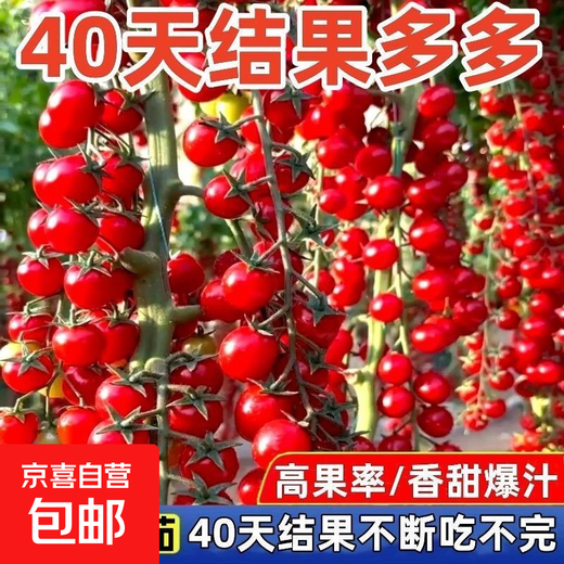 Sweet and juicy waterfall cherry tomato seeds, cherry tomato seeds for sowing potted vegetables in all seasons, red waterfall cherry tomato seeds/pack, about 200 capsules, 1 pack