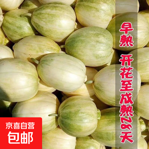 Gagatian Northeastern cantaloupe seeds, yellow melon fruit seeds, easy to grow in spring and autumn, high sugar content, old farm varieties, Gagatian seeds, 3 packs, about 300 grains