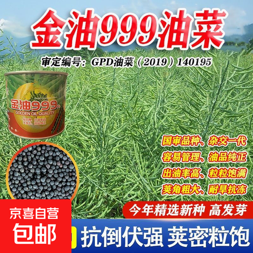 Spring and Autumn Golden Oil 999 Rapeseed Seed Certified High Yield Oil King Oil Pure Short Stem Early Mature Black Seed Resistant to Cold and Drought Resistant Golden Oil 999 Rapeseed Seed 5 cans about 500g