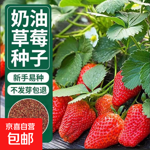 Four Seasons Cream Strawberry Seeds Spring and Autumn Home Balcony Potted Plants for Beginners Easy to Grow Fruit Red Strawberry Seeds Cream Red Strawberry Seeds/Pack About 100 capsules 5 packs