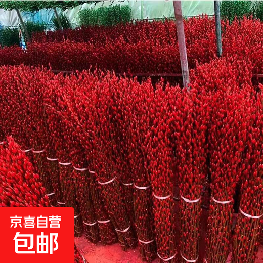 Silver willow real flowers, fresh branches, New Year's Eve flowers, red dried flowers, blessing bucket, silver willow, hydroponic plants, flowers, living room interior decoration, high-quality A-grade silver willow festive red 45 cm, 20 pieces + 2 small lanterns