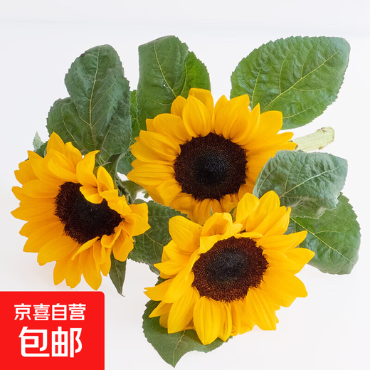 Sunflower Birthday Gift Fresh Cut Flowers Yunnan Base Direct Delivery Fresh Sunflower Flowers Graduation Bouquet 3 Sunflowers Medium Large Flower Medium Large Flower Sunflower