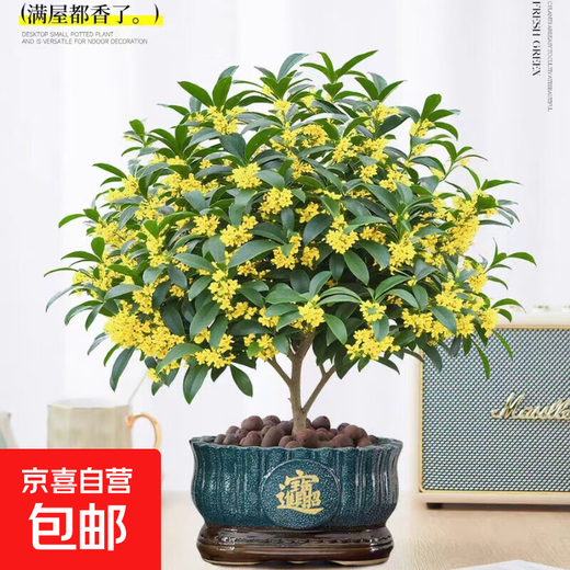 Osmanthus potted saplings, indoor living room, four-season osmanthus blooming plants, balcony courtyard flowers and green plants, easy to feed, special large pot, four-season osmanthus + blue ceramic pot to attract wealth and treasures