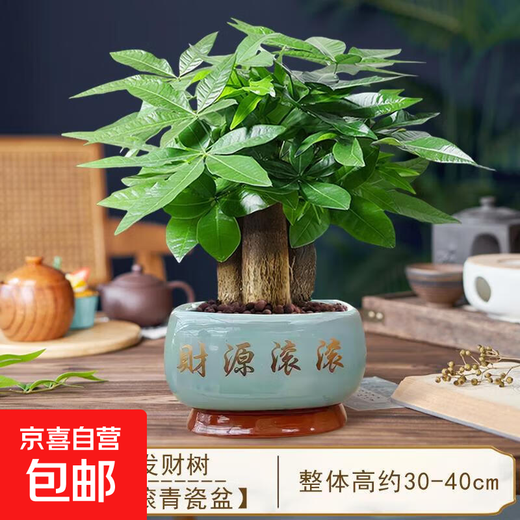 Fortune tree potted plant brings wealth and prosperous house desktop bonsai office green plant indoor living room Chinese Zen style four-season plant A-level three-pole fortune tree (porcelain green-wealth rolling porcelain basin) including pot + paving ceramsite + nutrient solution