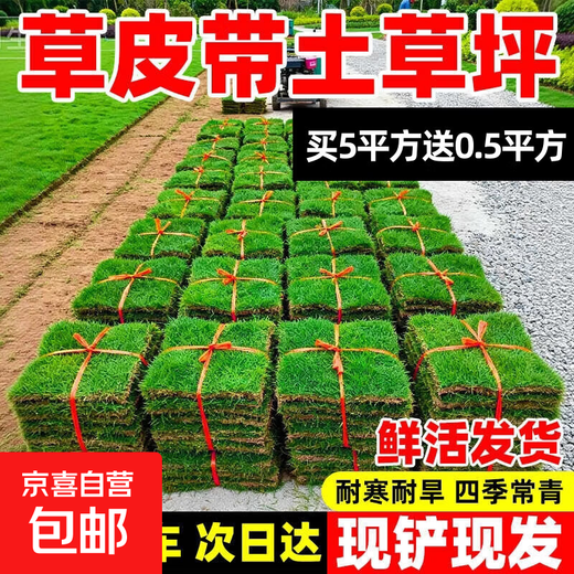 Turf soil real lawn with soil four-season green Manila turf villa courtyard greening grass Taiwan grass 0.5 square meters Bermuda buy 5 square meters and get 0.5 square meters
