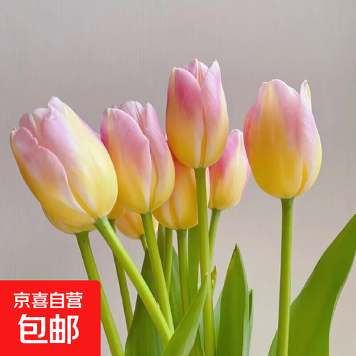 Imported Dutch hydroponic tulip bulbs, indoor and outdoor water-cultured flower plant pots, four-season cold-resistant five-degree balls, First Love 5-ball (circumference 8-10cm) + nutrient solution