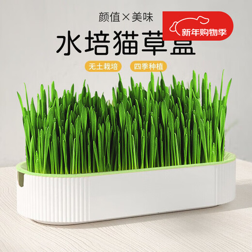 Crazy Owner Katzengras + 10 Beutel erdlose hydroponische Minze mit Weizensamen im Topf entfernt Haarballen, um haarige Katzensnacks bei jungen Katzen zu beseitigen