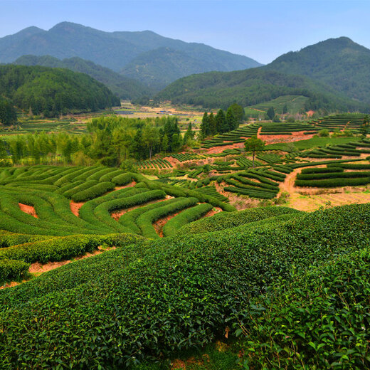 Play Ball Famous Tea, Rock Tea Dahongpao Tea 16g, Oolong Tea Taste Mellow Paper Box Experience Pack