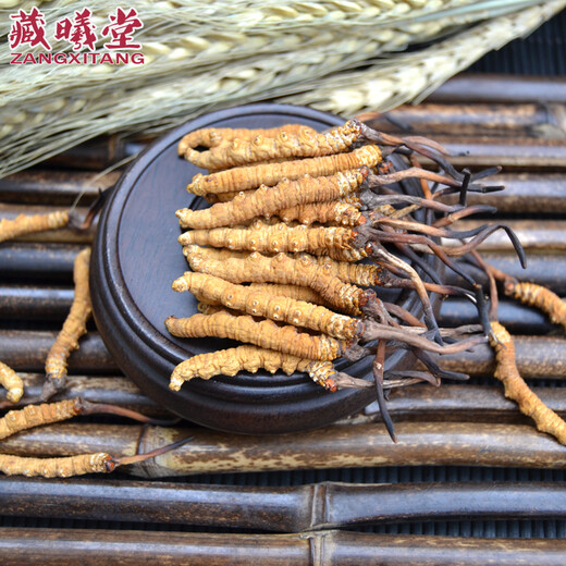 藏曦堂 西藏 那曲 冬虫夏草 3根1克 虫草 高海拔 冬虫夏草 3根1克 内装15克