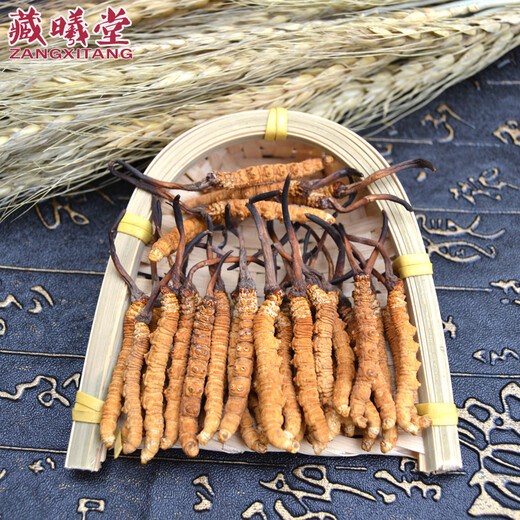 藏曦堂 西藏 那曲 冬虫夏草 3根1克 虫草 高海拔 冬虫夏草 3根1克 内装15克