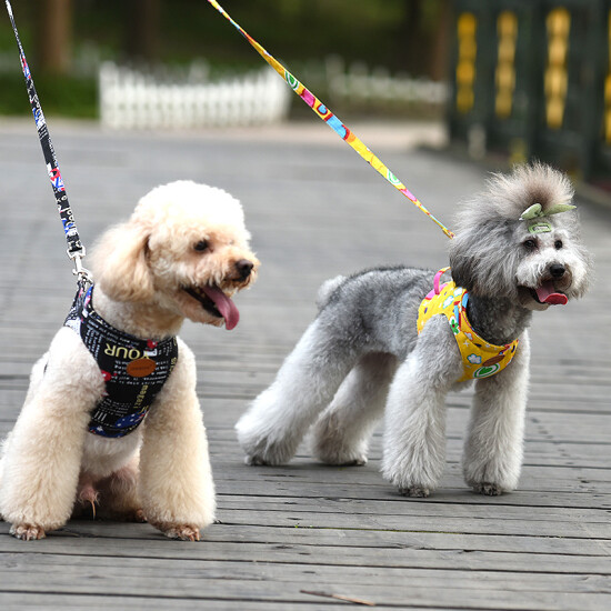 chain leash for small dog