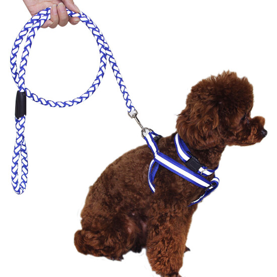 dog collars and harnesses for small dogs