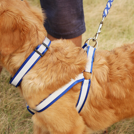 dog collars and harnesses for small dogs