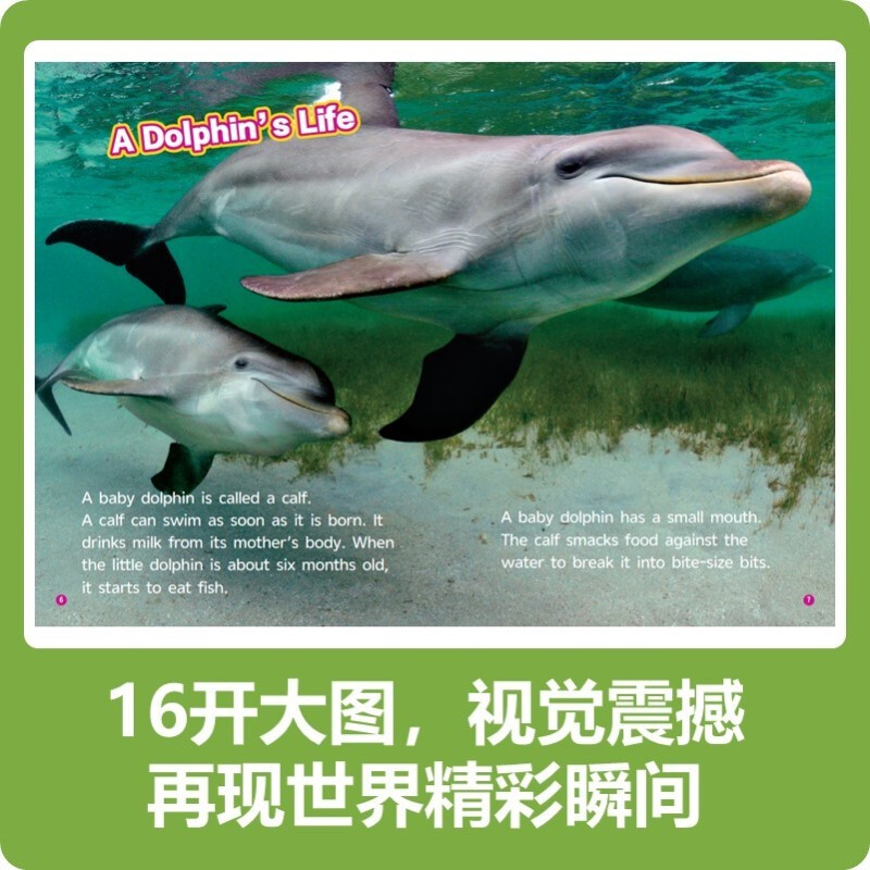 Malt Master Little Koala Reading Pen Matching Book National Geographic Popular Science English Graded Reading English Enlightenment Learning Book Foreign Language Graded Reading Classic IP National Geographic Ladder Graded Reading Part of the Reading Pen Included Level 3 Suitable for Junior High School