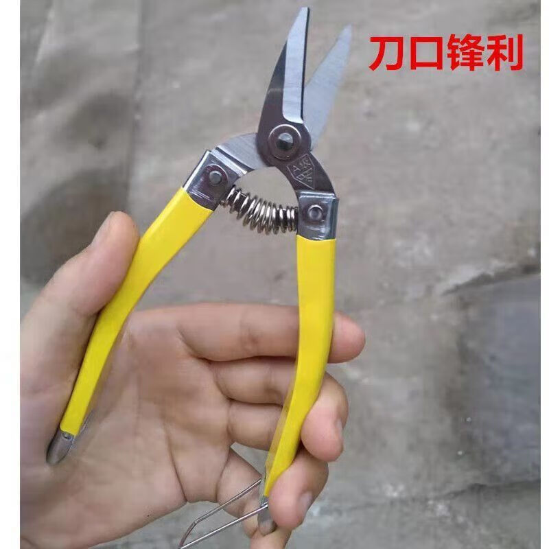 Denning stainless steel flat mouth straight head sugar orange citrus passion fruit tribute orange navel orange fruit picking scissors bud scissors 17cm