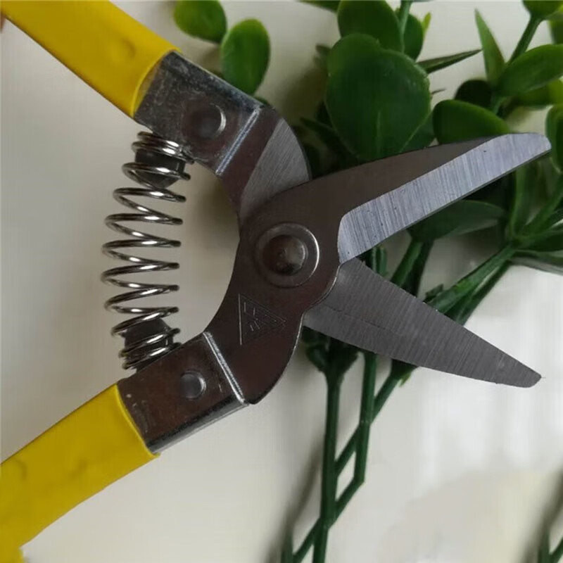 Mo Shenggu scissors 17 cm rhubarb scissors, sugar orange fruit picking scissors, navel orange small yellow scissors, citrus scissors, toothed anti-slip scissors, rhubarb scissors