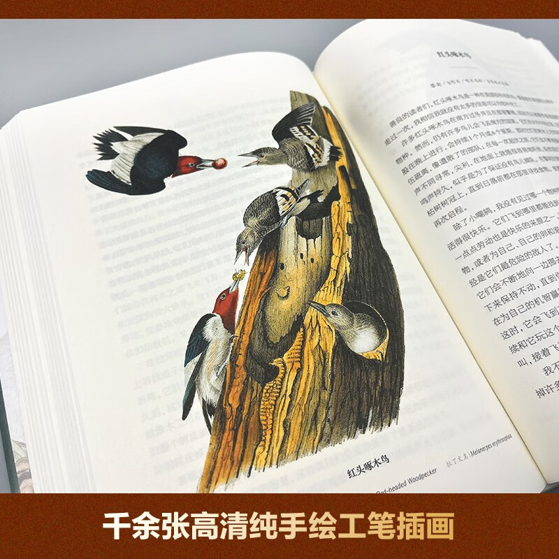 The Illustrated Book of Birds of the World (5 volumes, full color illustrations, hardcover edition) is a beautiful letter set, covering the birds of the five continents of the world, a set of encyclopedic popular science books, and the handed down works of three major ornithologists.