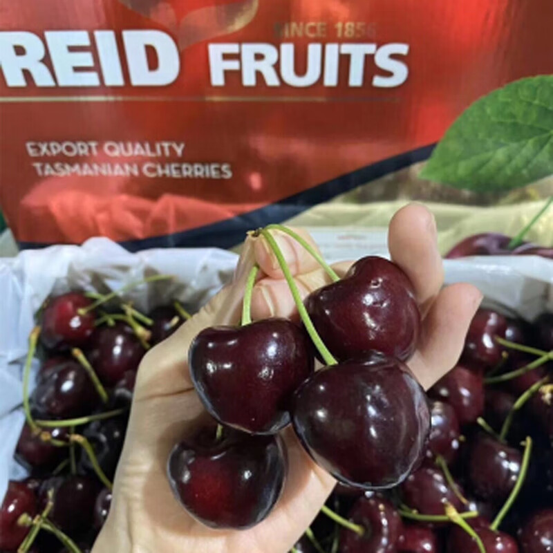 Mu Xiaoqi fruits and vegetables Australian Tasmanian cherries can be delivered to your door Imported REID Golden Kangaroo New Year Fruit Gift Box 1 catties (net weight) High-end gift box + fresh lock Super Big Mac 4J Single fruit 32-34mm