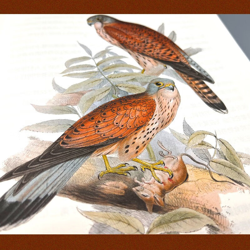The Illustrated Book of Birds of the World (5 volumes, full color illustrations, hardcover edition) is a beautiful letter set, covering the birds of the five continents of the world, a set of encyclopedic popular science books, and the handed down works of three major ornithologists.